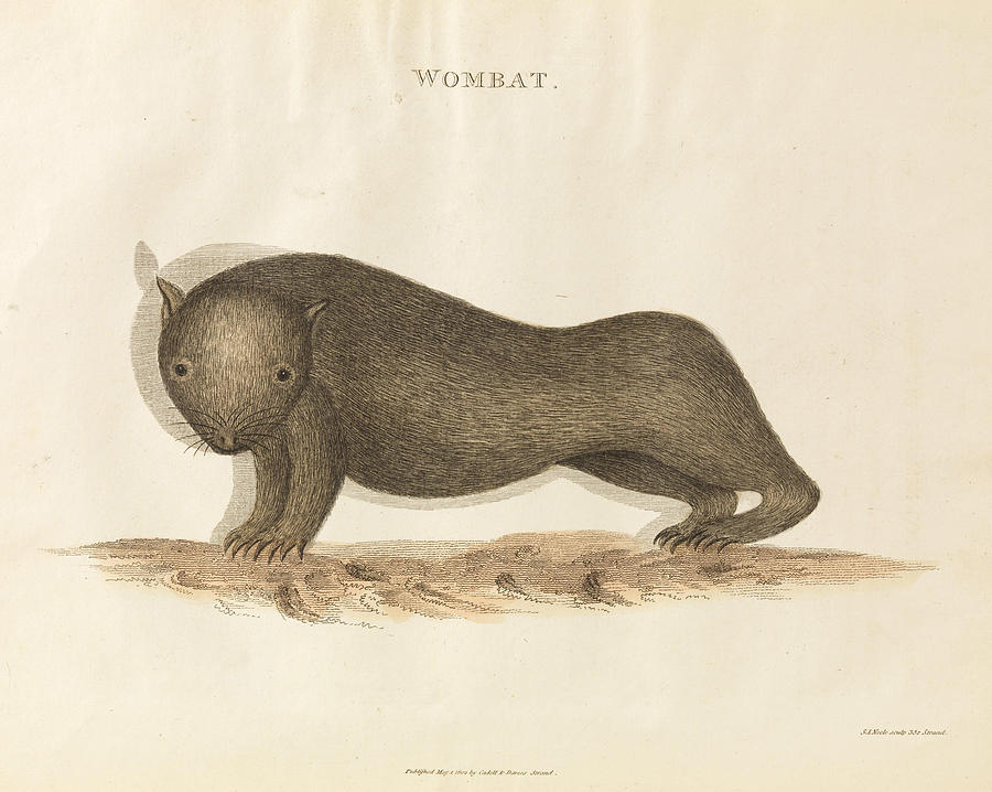 Unknown Artist Painting - Common Wombat  Vombatus ursinus  by Unknown artist