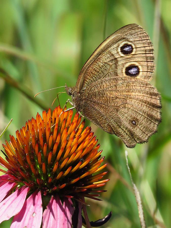 Common Wood Nymph Butterfly  Photograph by Lori Frisch