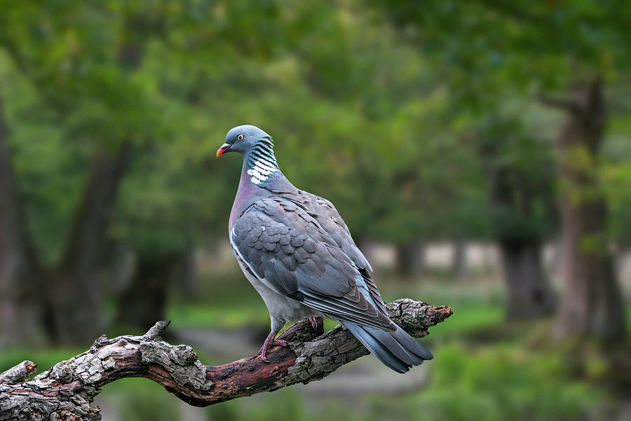 Common Wood Pigeon Photograph by Arterra Picture Library