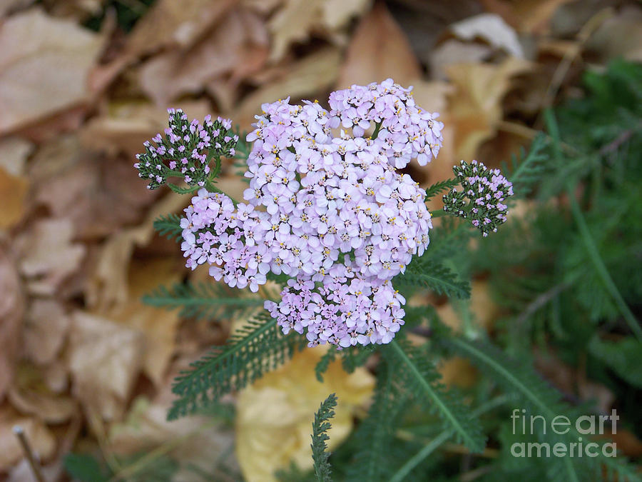Common Yarrow Flowers Photograph by Charles Robinson