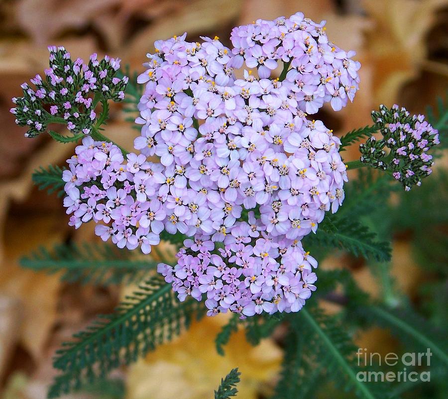 Common Yarrow Flowers Square Photograph by Charles Robinson