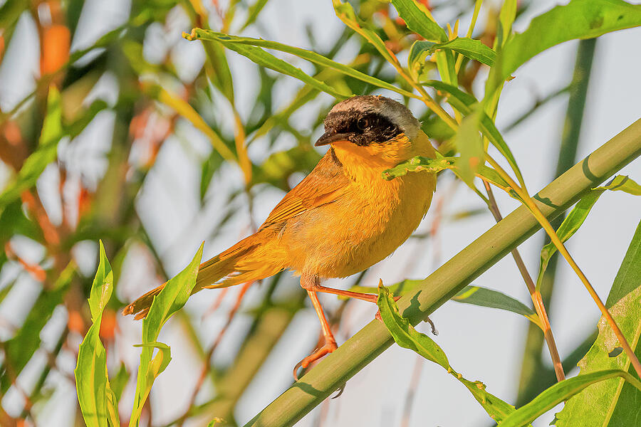 Common Yellowthroat At Sunrise Photograph by Morris Finkelstein