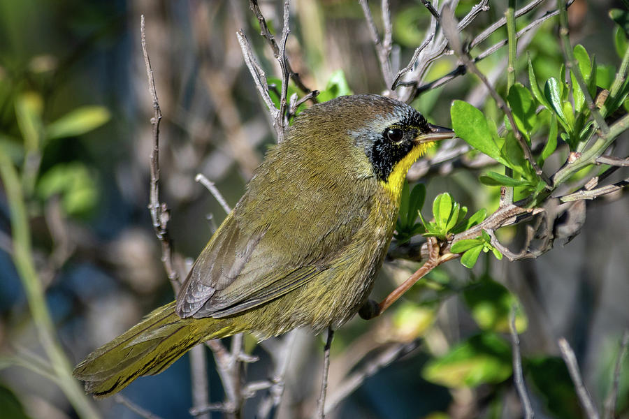 Common Yellowthroat in Mangrove Photograph by Bradford Martin