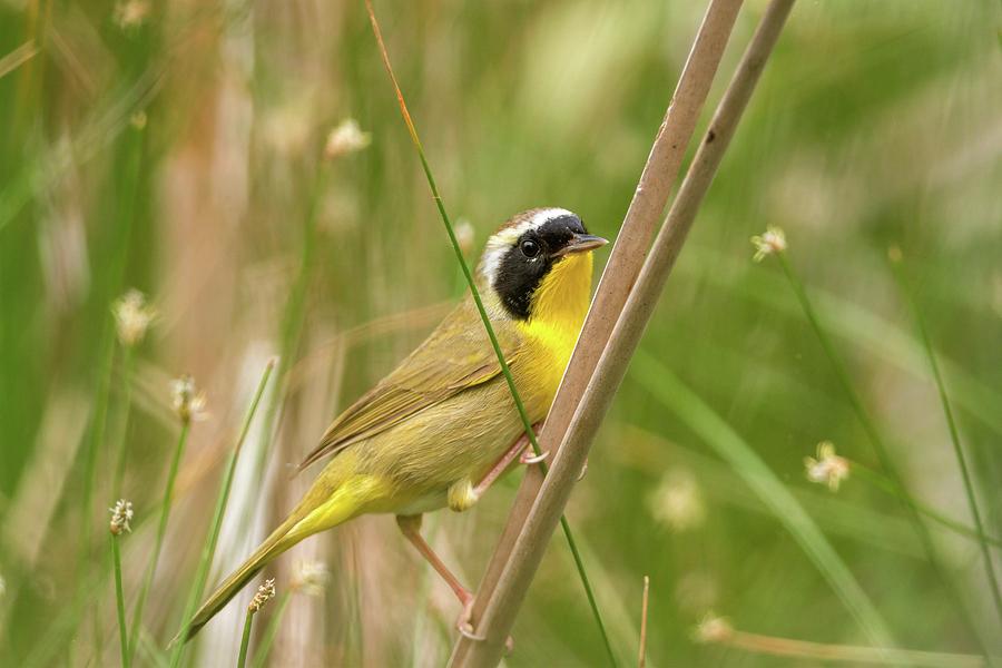 Common Yellowthroat in the Marsh Photograph by Liza Eckardt