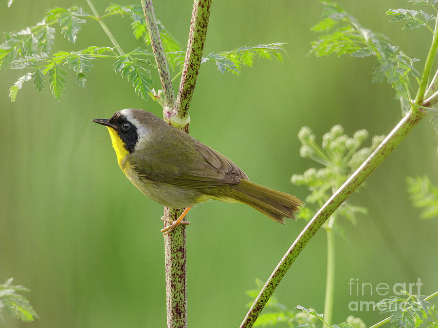 Common Yellowthroat Photograph by Kristine Anderson
