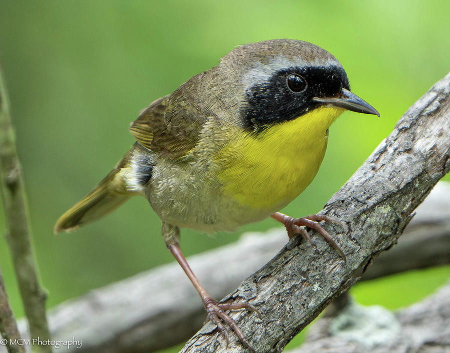 Common Yellowthroat Photograph by Mary Catherine Miguez