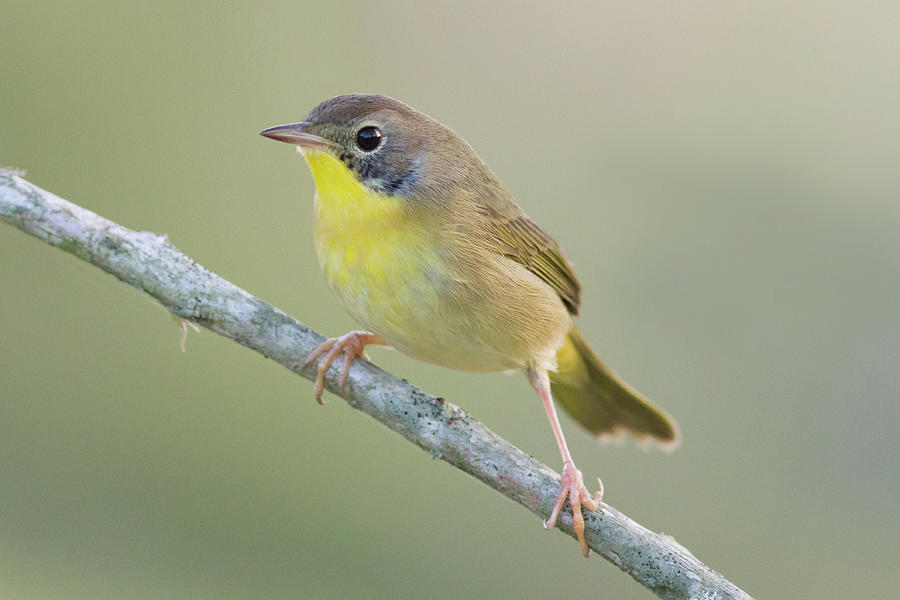 Common Yellowthroat Photograph by Paul Rebmann