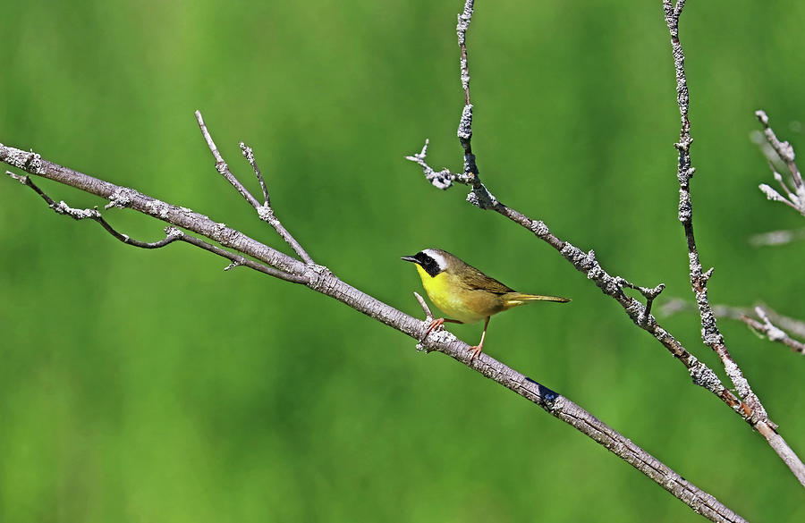 Common Yellowthroat Perched Photograph