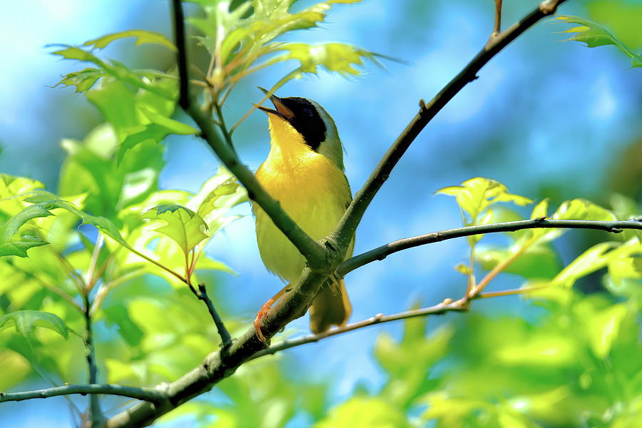 Common yellowthroat singing his little heart out Photograph by Geraldine Scull
