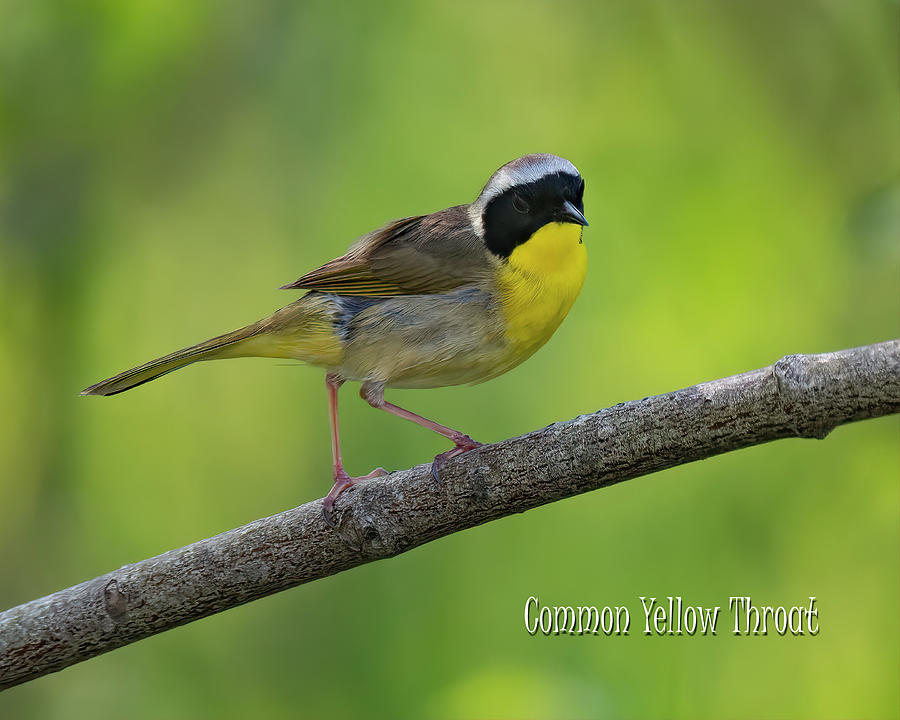Common Yellowthroat Photograph by Wade Aiken