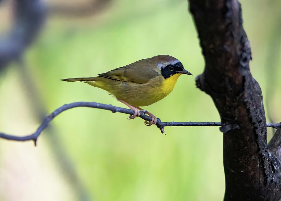 Common Yellowthroat Warbler Male Photograph