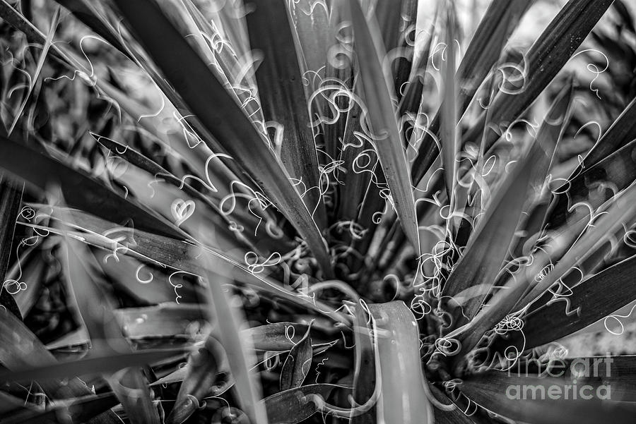 Common Yucca Photograph