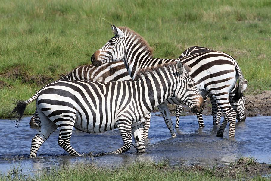 Common Zebra Herd Photograph by Debbie Blackman - Fine Art America