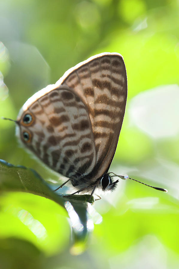 Common Zebra Blue butterfly Photograph by Oswald Kurten