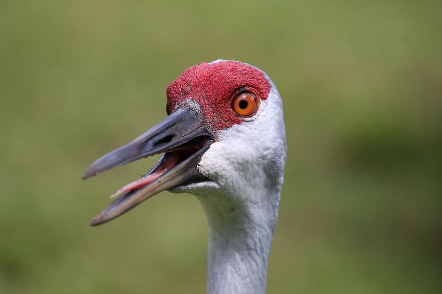 Communication With A Sandhill Crane Photograph by Philip And Robbie Bracco