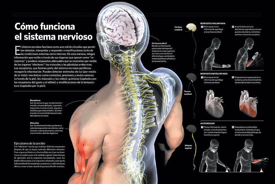 Como funciona el sistema nervioso Digital Art by Album