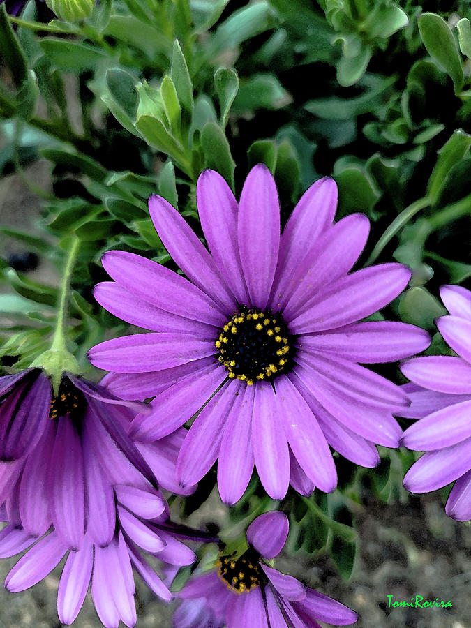 Compact Purple Osteospermum 2023030562rt1 Photograph by Tomi Rovira ...