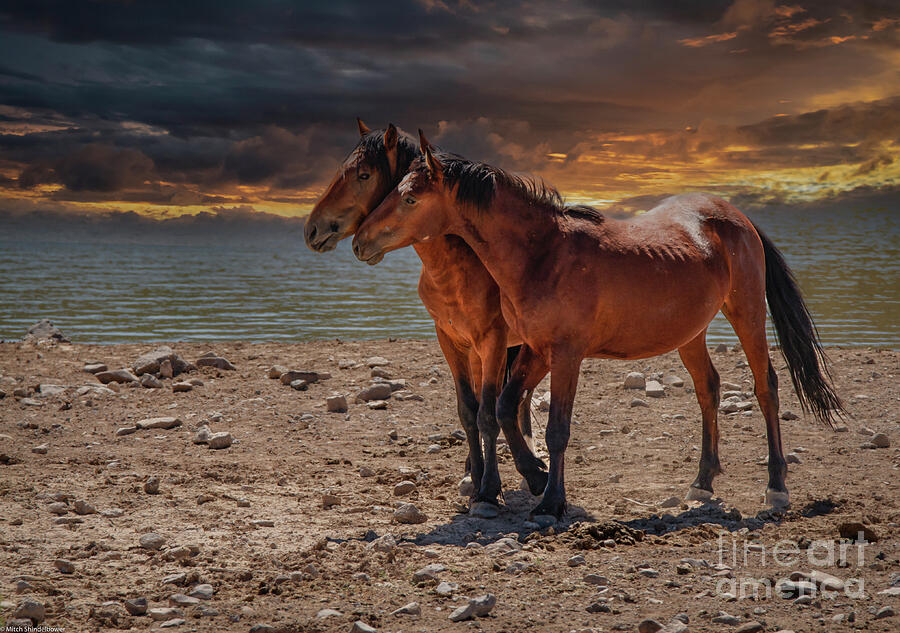 Horse Photograph - Compadres by Mitch Shindelbower
