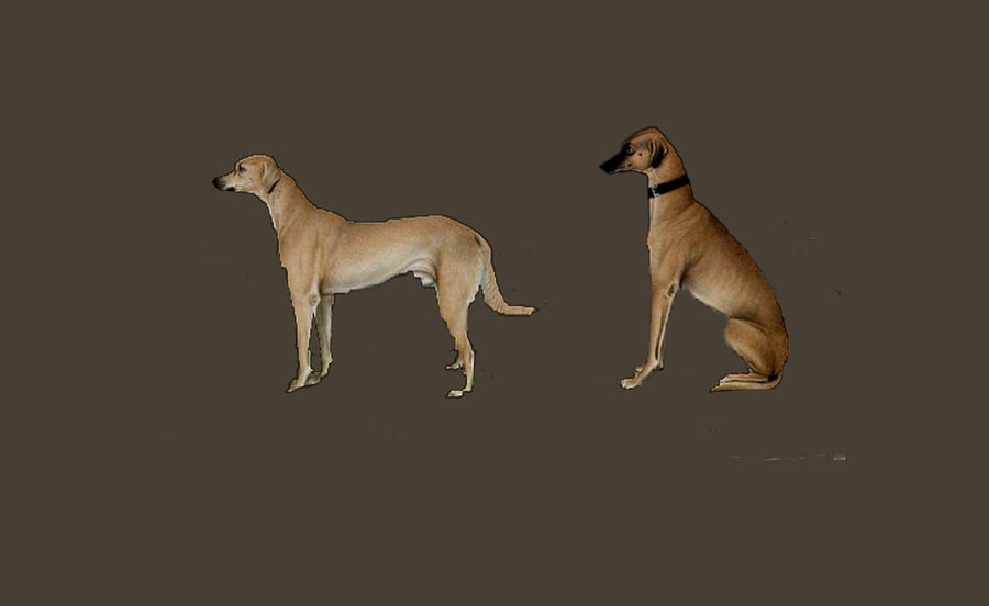 Company Dogs Digital Art by Asok Mukhopadhyay
