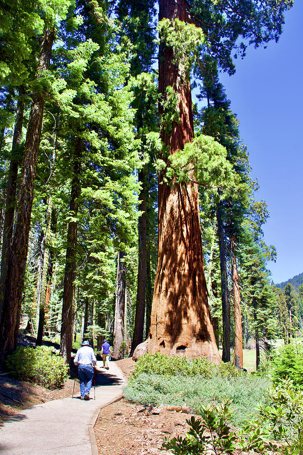 Comparative View of a Sequoia Tree on right and other Trees on Left in Sequoia National Park, CA Photograph by Ruth Hager