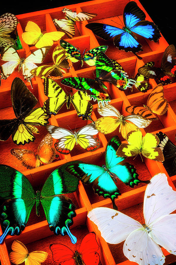 Compartments Full Of Butterflies Photograph by Garry Gay