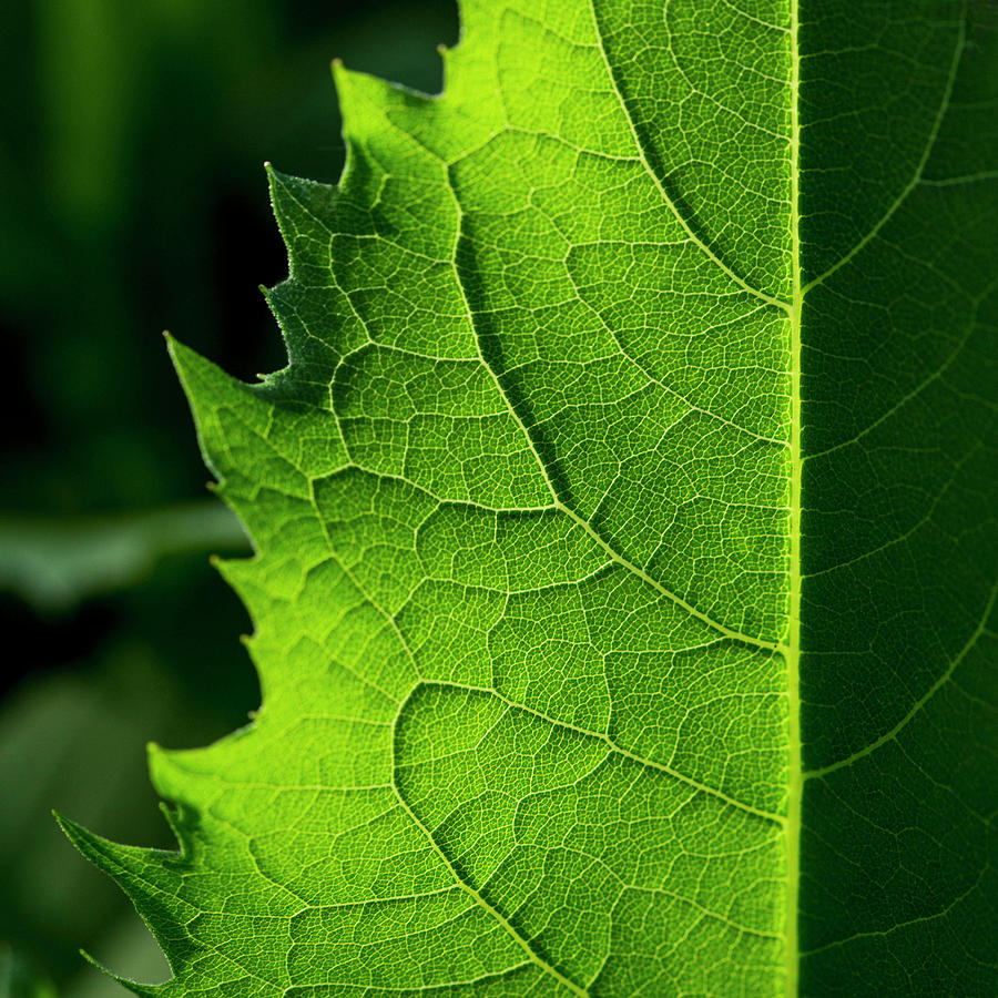 Compass Plant Leaf Photograph by Marilyn Humphries | Fine Art America