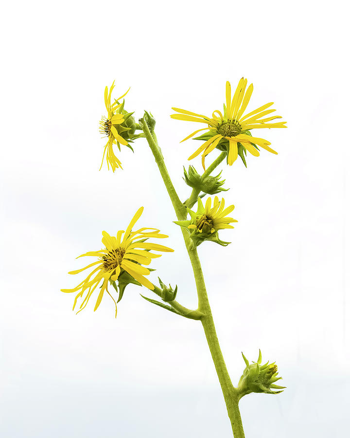 Compass Plant Photograph by Ray Silva