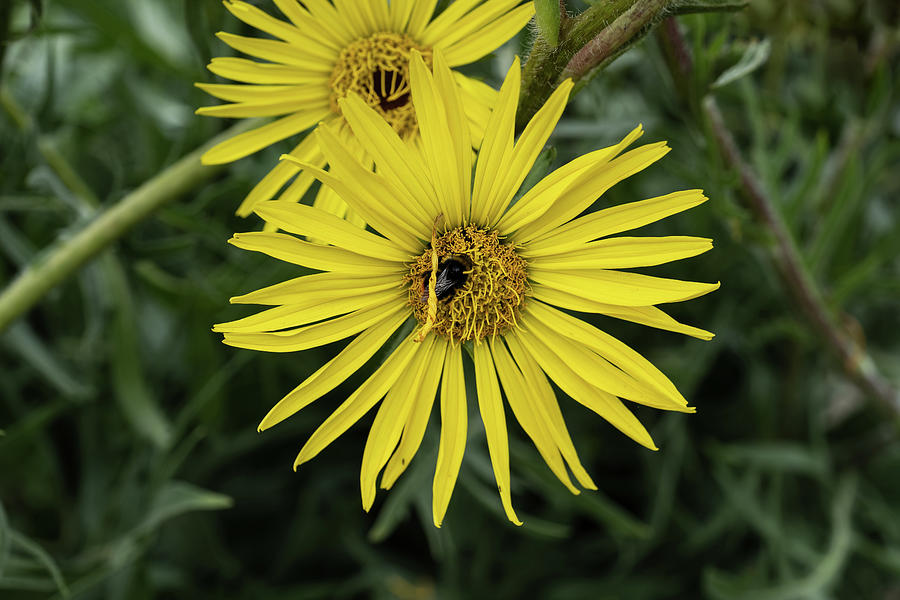 Compassplant Silphium Laciniatum Yellow Flower Photograph by Artur Bogacki