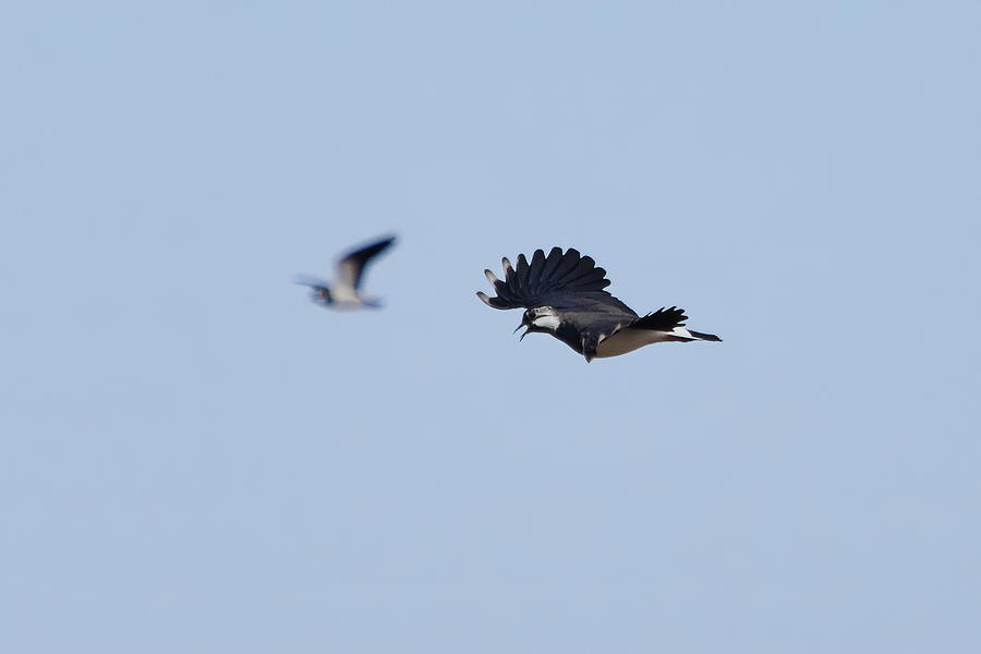 Competitor On The Right. Northern Lapwing Photograph