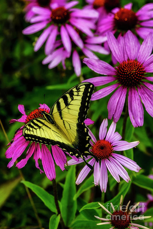 Nature Photograph - Complementary Yellow Butterfly Purple Flowers by Thomas R Fletcher