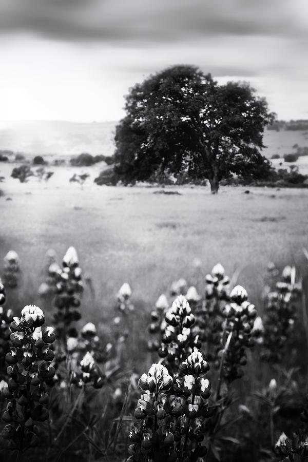 Tehama County Photograph - Complements of Spring in Black and White by Marnie Patchett