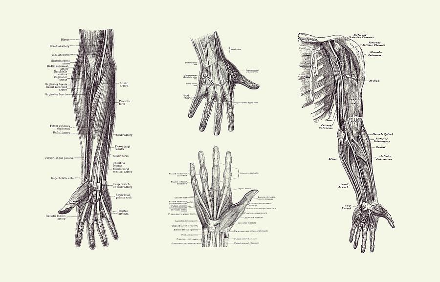 Complete Arm and Hand Diagram - Vintage Anatomy Print 2 Drawing by Vintage Anatomy Prints