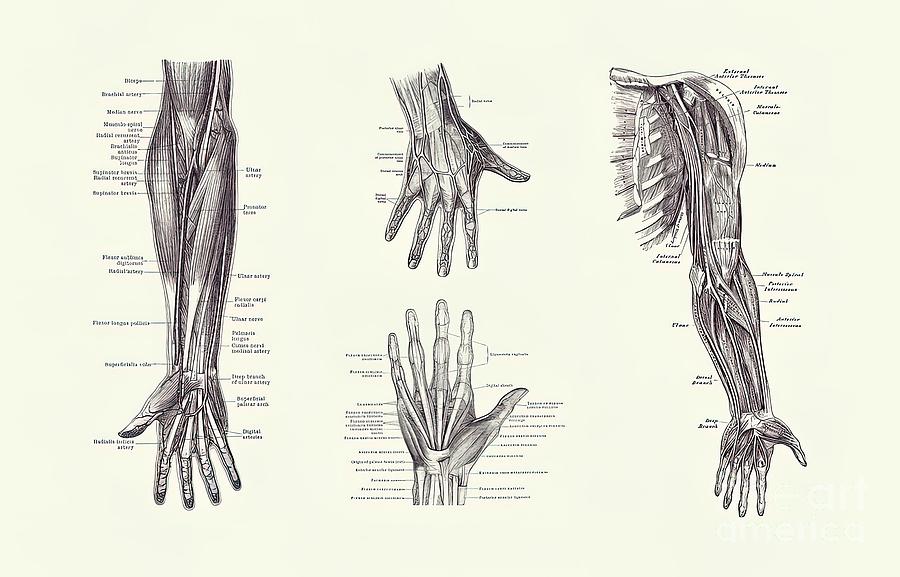 Complete Arm and Hand Diagram Vintage Anatomy Painting by Stewart Reid ...