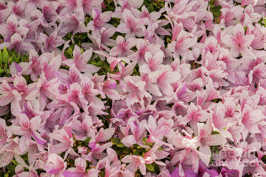 Spring Photograph - Completely Azalea by Nancy Gleason