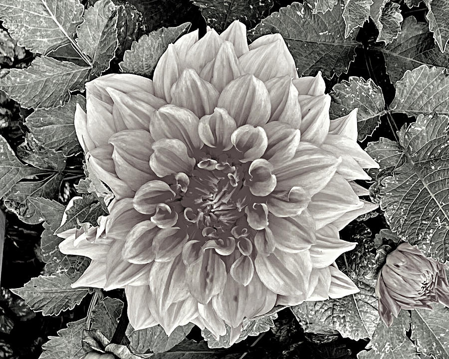 Complexity from the Flower Garden BW Photograph by Lee Darnell