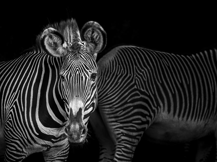Composition in a shady area, with the natural striped design of the skin of two grevy zebras. Black and white. Photograph by Javier Fernández Sánchez