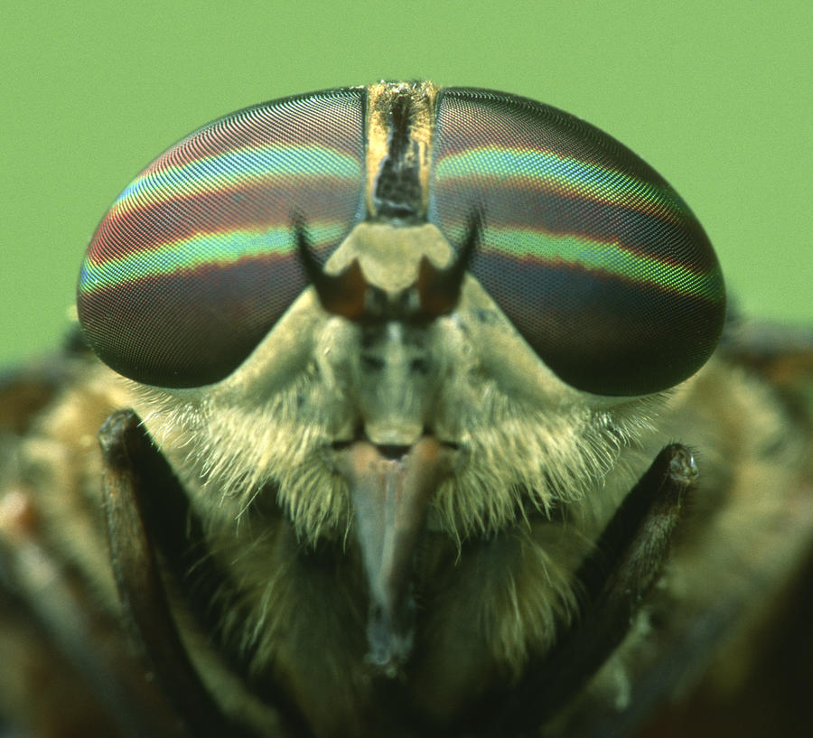 COMPOUND DYES of a STRIPED HORSE FLY (Tabanus lineola) with thousands of individual lenses Photograph by Ed Reschke