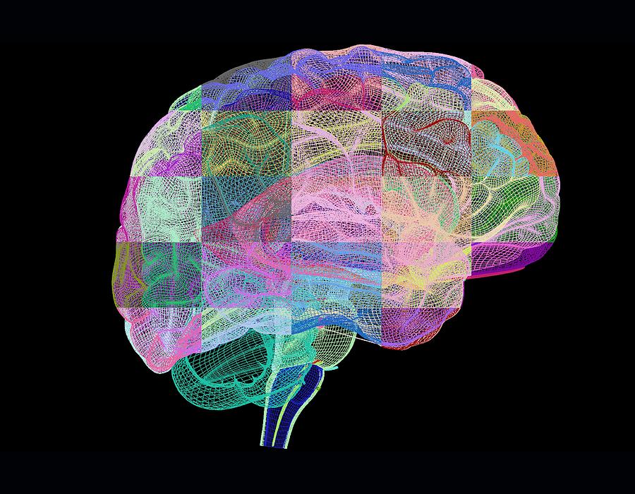 Computer artwork of human brain, profile Drawing by Science Photo Library - PASIEKA.