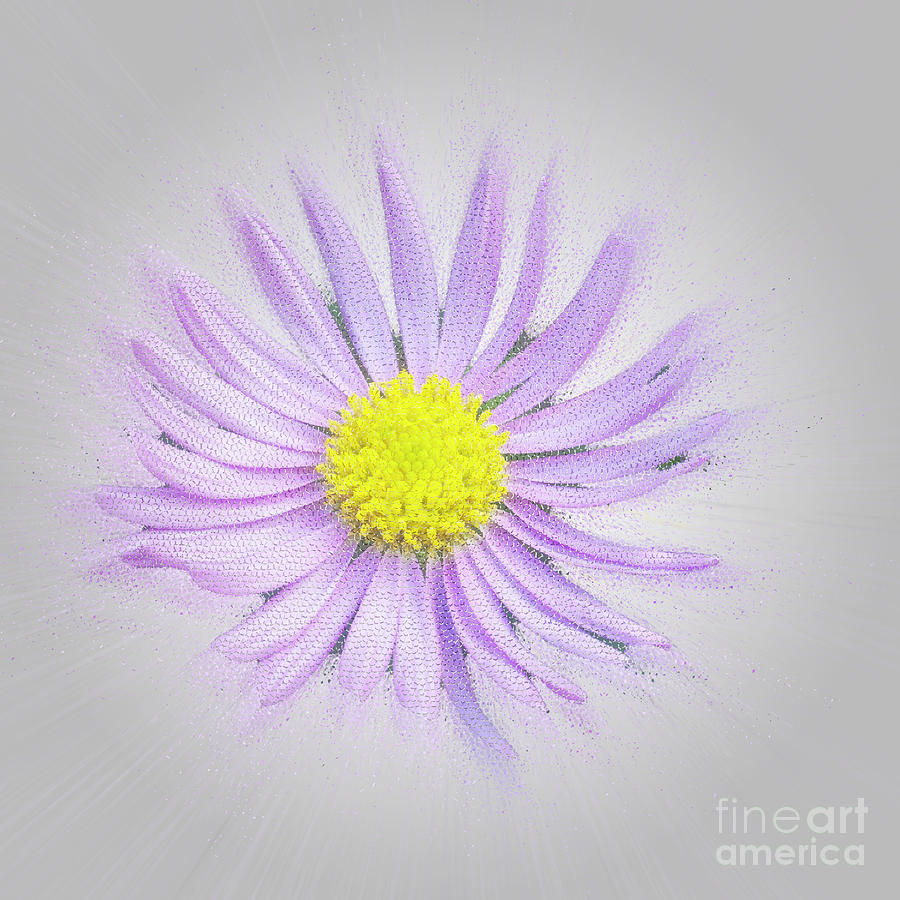 Computer generated African Daisy art l4 Photograph by Humorous Quotes