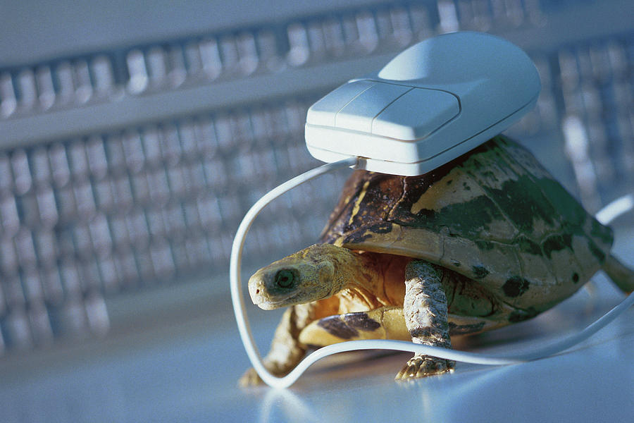 Computer mouse on top of tortoise Photograph by Comstock