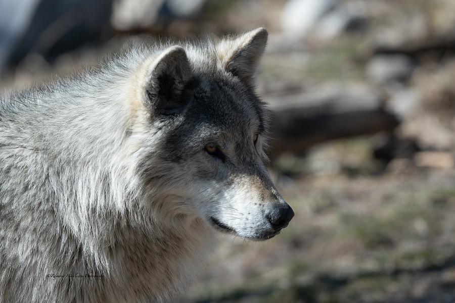 Concentrating Photograph by Raymond Huddleston - Fine Art America