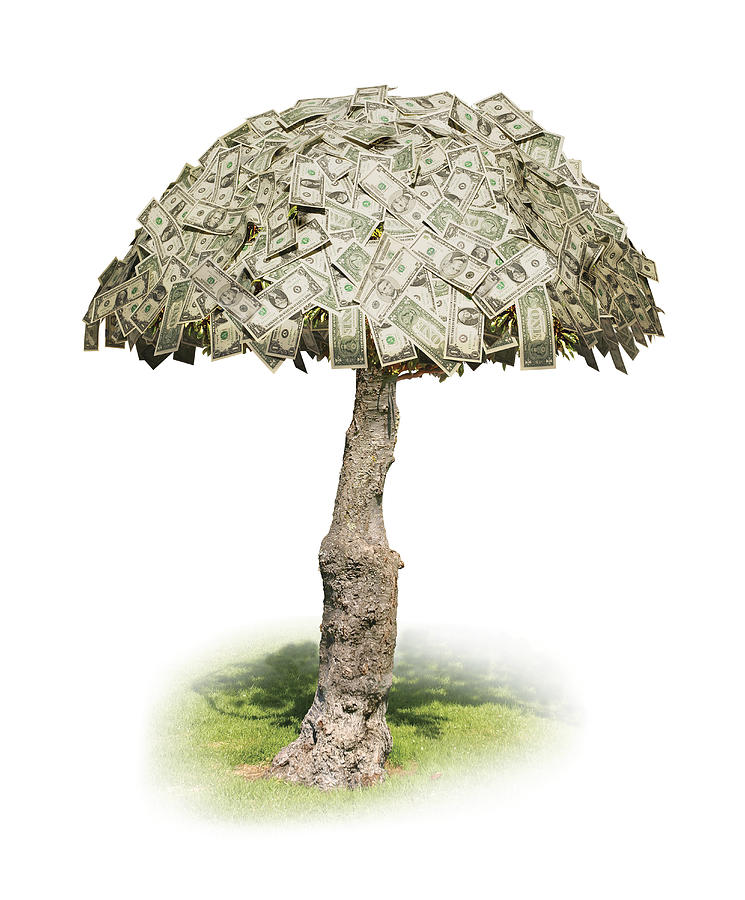 Conceptual Photo Of Money Actually Growing On Trees Photograph by Photodisc
