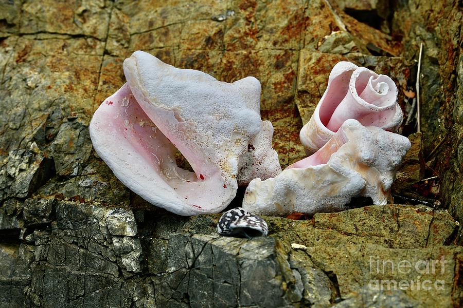 Conch Collection Photograph