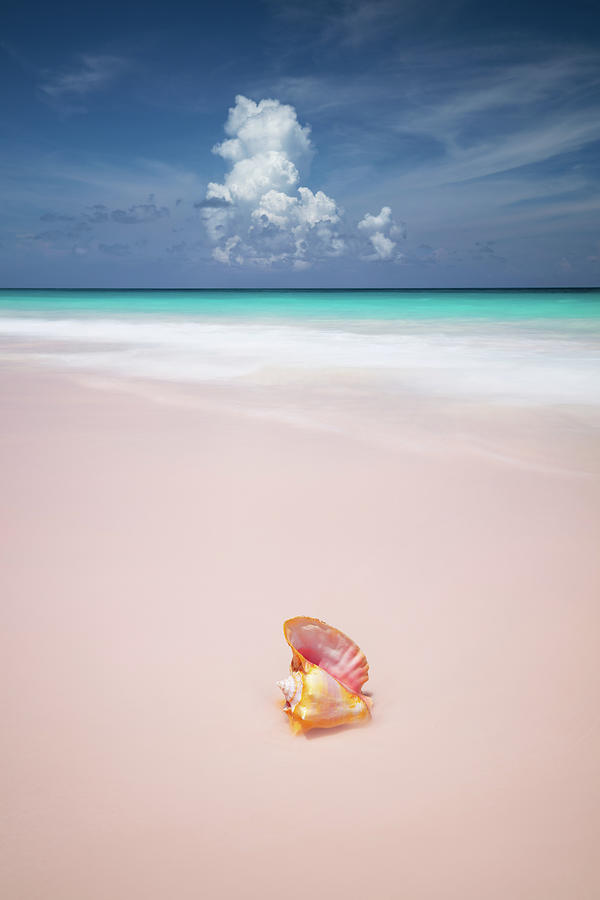 Conch Photograph by Erika Valkovicova