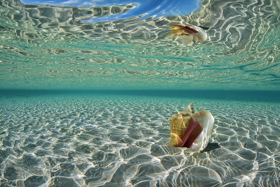 Conch Reflection Photograph by Tanya G Burnett