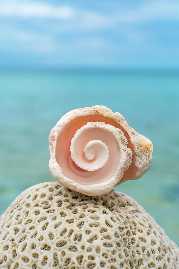 Conch Rose and Coral Photograph by Tanya G Burnett