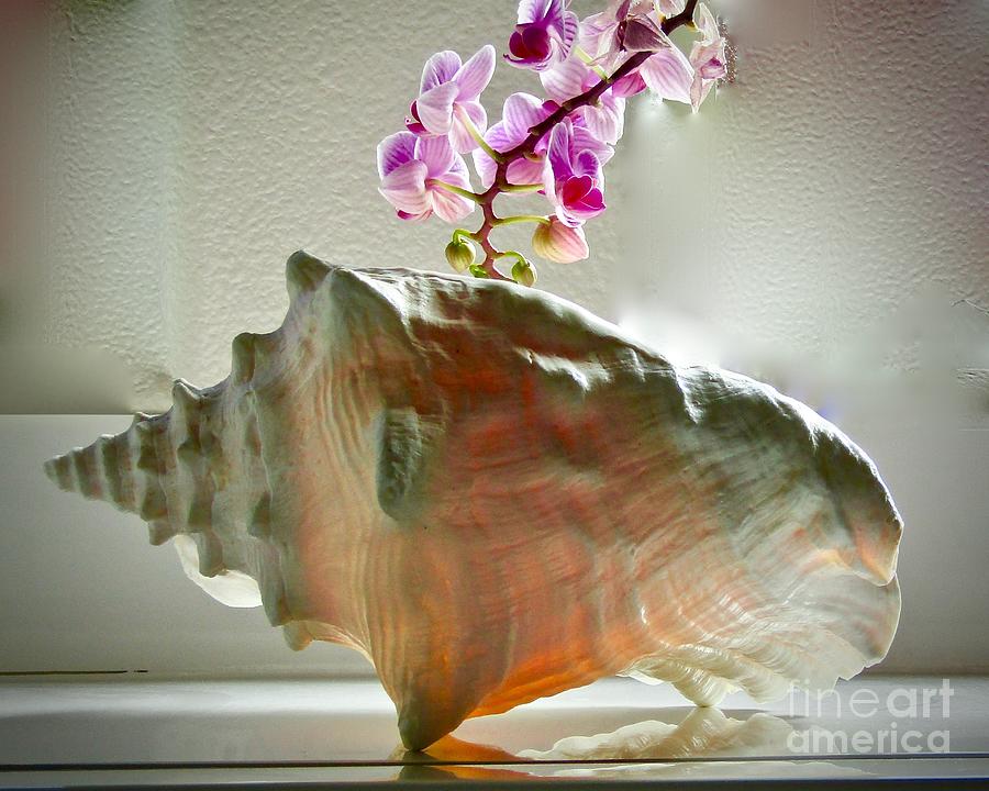 Conch Shell and my Orchid Photograph by Phyllis Kaltenbach