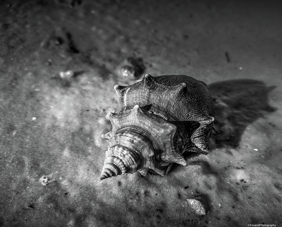 Conch Shell Photograph