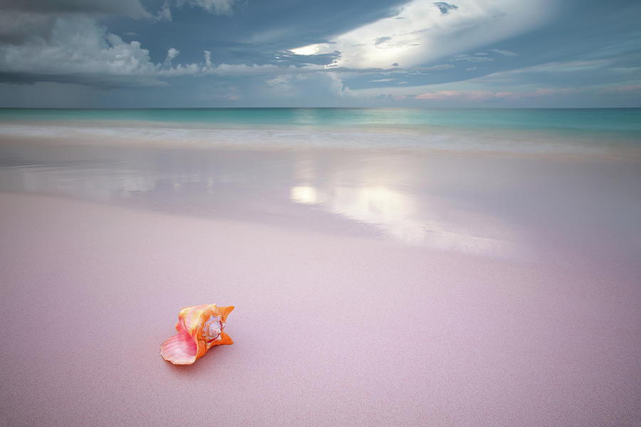 Conch shell Photograph by Erika Valkovicova
