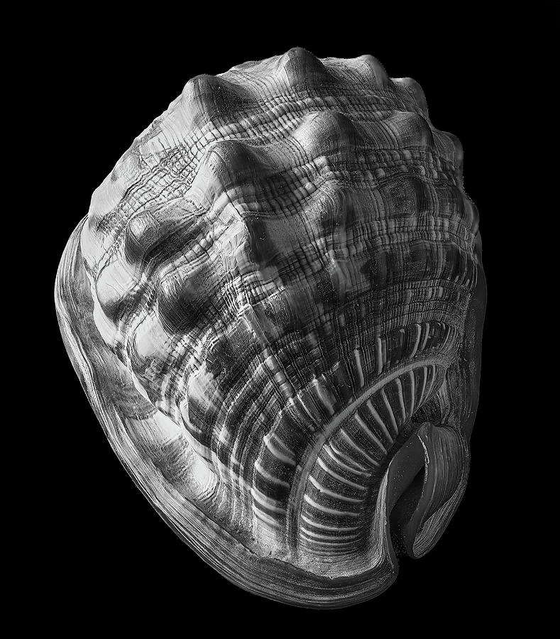 Black And White Photograph - Conch Shell in Black and White. by Phil And Karen Rispin